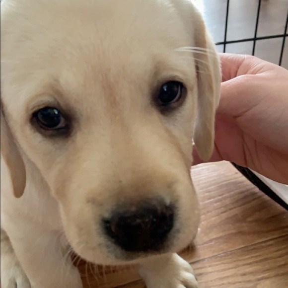 Meet your Posher, Alana - Picture 1 of 1